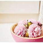 Pink Carnation flowers / pa..