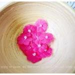 Flower bright pink with pea..
